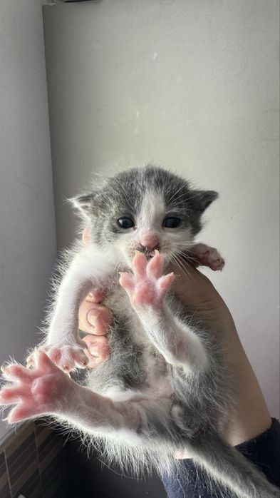 Кошенята 1 місяць