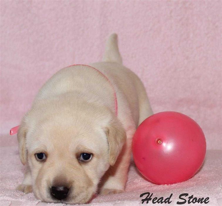 Щенки Лабрадора ретривера