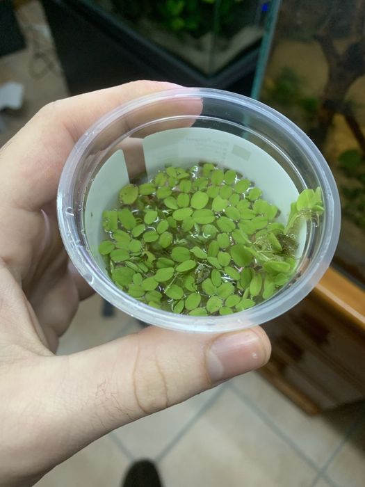 Planta Flutuante, Salvinia minima