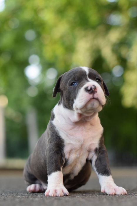 Кобель.Идеальные щенки стафф терьера) скорей успей сделать свой выбор)