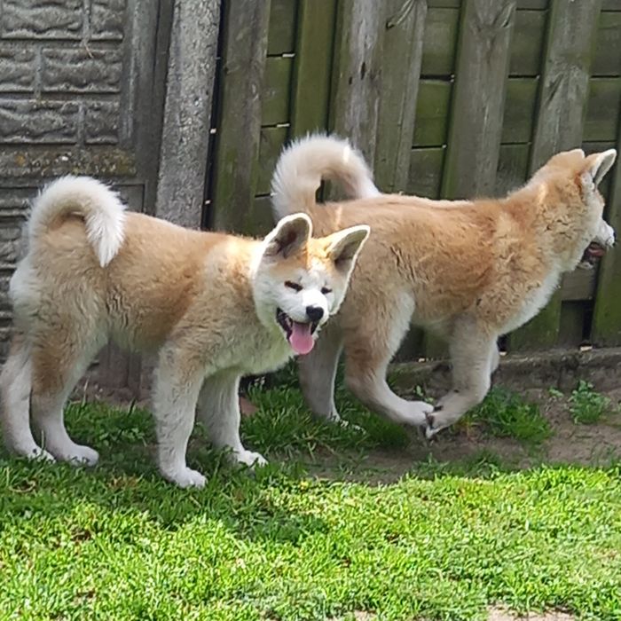 Akita Inu - suczka FCI.