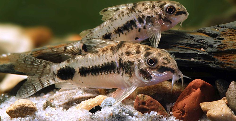 Kirysek malutki - Kirys miniaturowy - Corydoras habrosus - dowóz