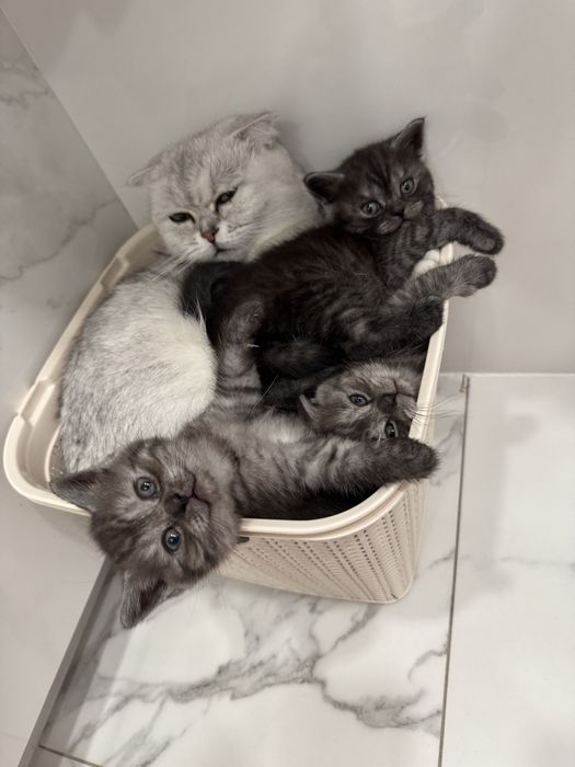 Новорічні шотландці