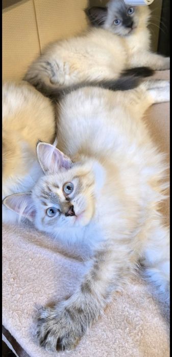 Kotka syberyjska neva masquerade