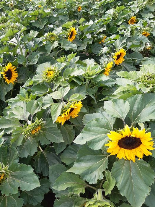 Nasiona słonecznika na kwiaty