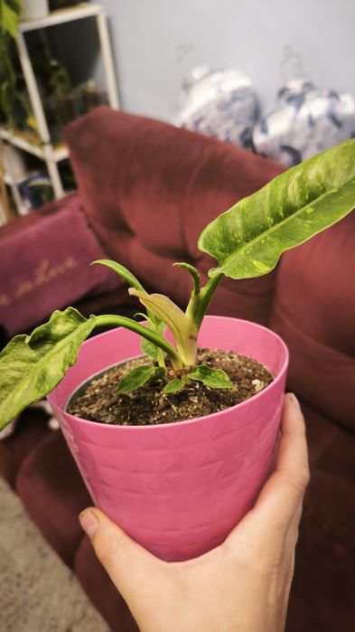 Philodendron Ring Of Fire