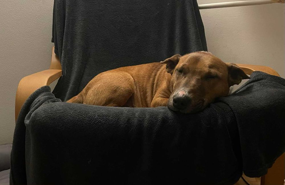 GRZEŚ - bulle kochają najmocniej!