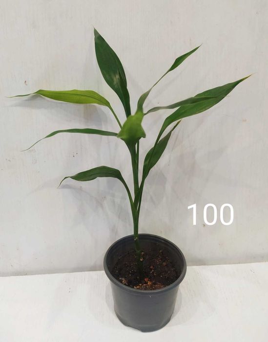 Драцена дерево счастья