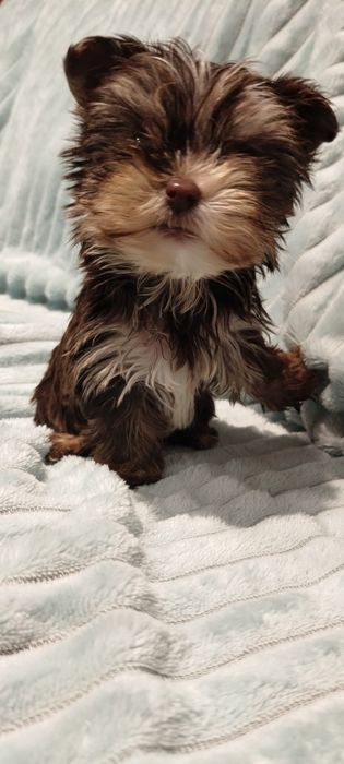 Yorkshire terrier czekoladowa suczka
