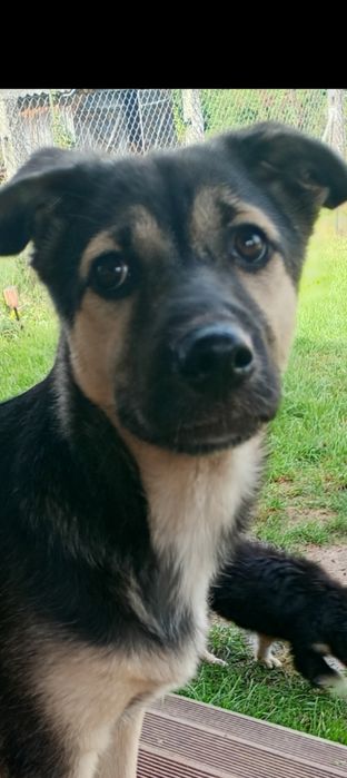 Pyza 5 miesięczna suczka szczeniak szuka domu