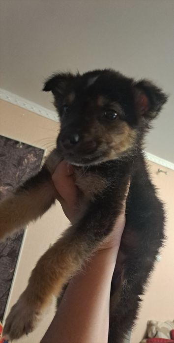 Цуценя хлопчик ,орієнтовно 1.5 місяця