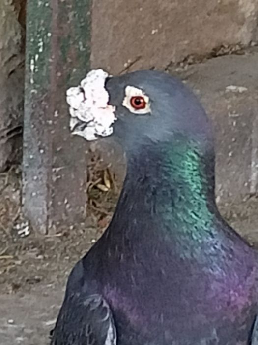 Gołębie staropolskie