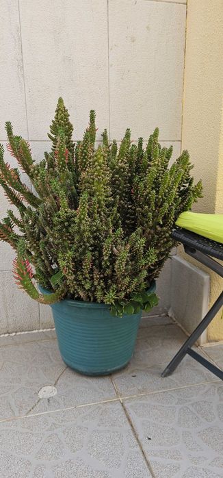 Euphorbia (tipo columnar/candelabro) – exemplar denso e escultural, ±80-90cm, em vaso turquesa