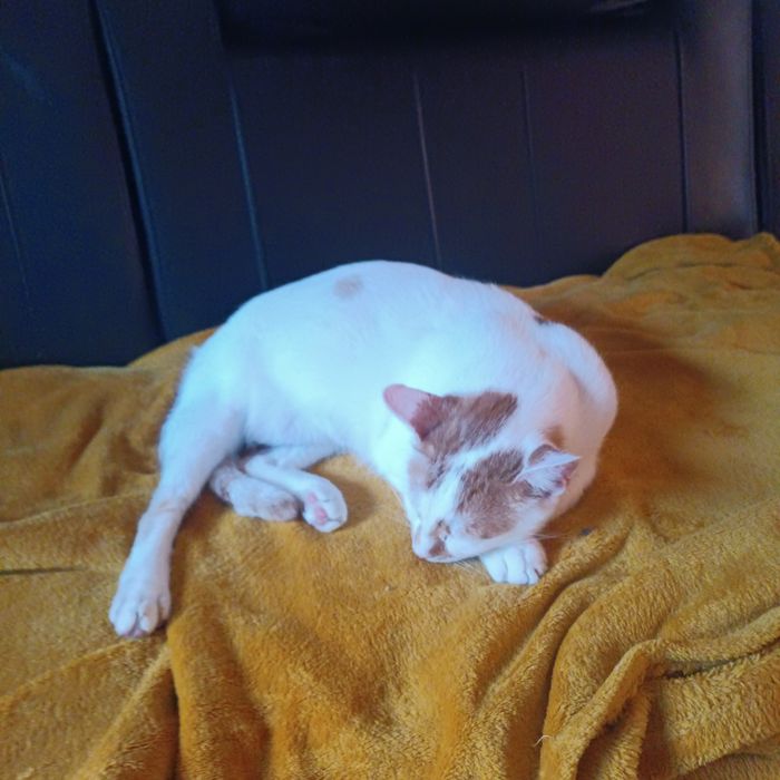 Dorosłe rodzeństwo do adopcji Fox i Florka