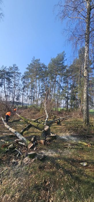 wycinka drzew zieleń nasadzenia  roboty ziemne koparka wywrotka