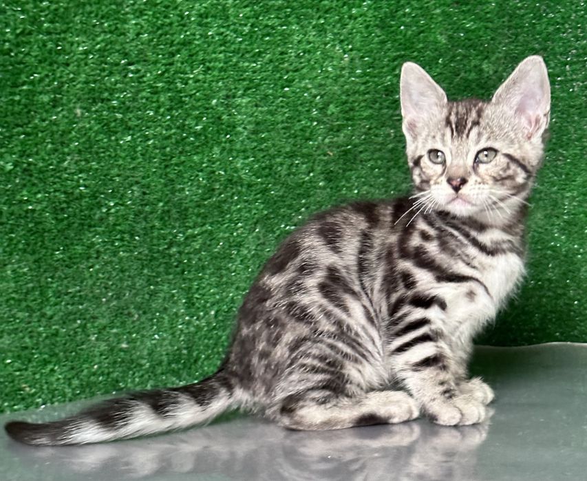 Продам девочку бенгалку