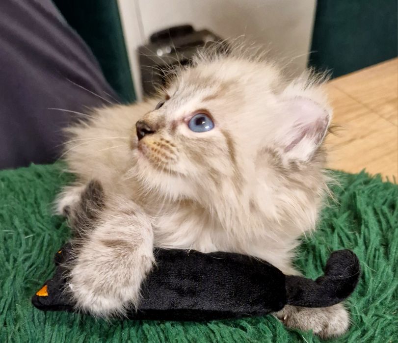 Curl American kocurek pręgowany z chabrowymi oczkami