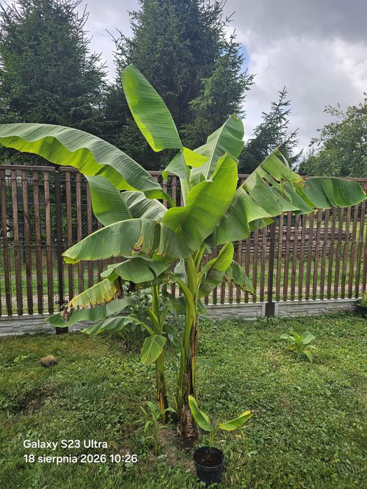 Bananowiec musa basjoo