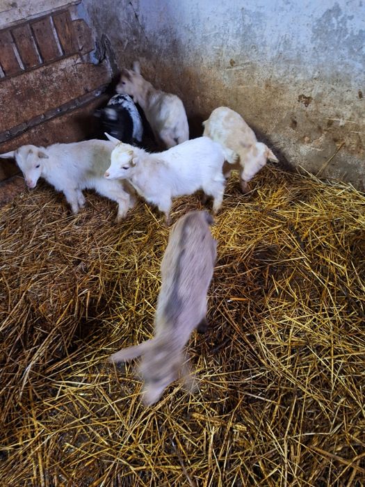 Cabrinhas micro anãs da quinta criadas à solta