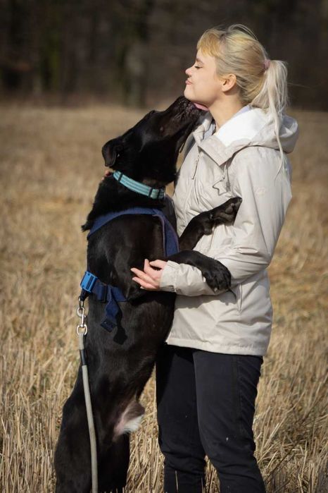 Ronnie - piękny, aktywny, proludzki pies ADOPCJA