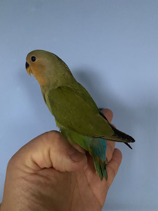 Agapornis domesticado