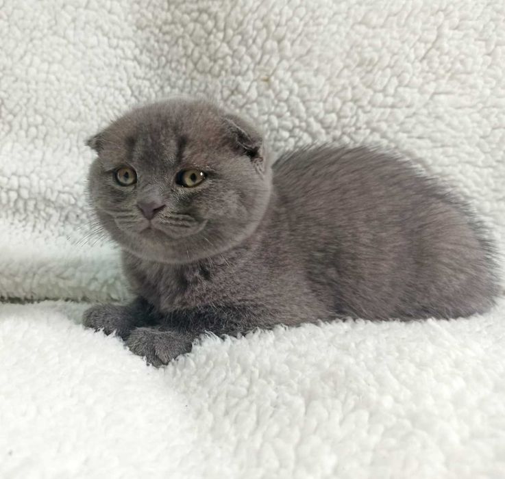 Scottish fold excelente linhagem
