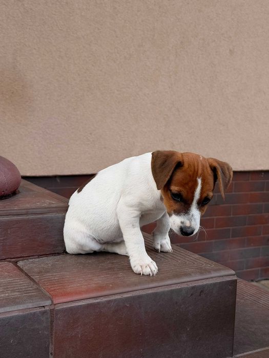 jack russell terrier