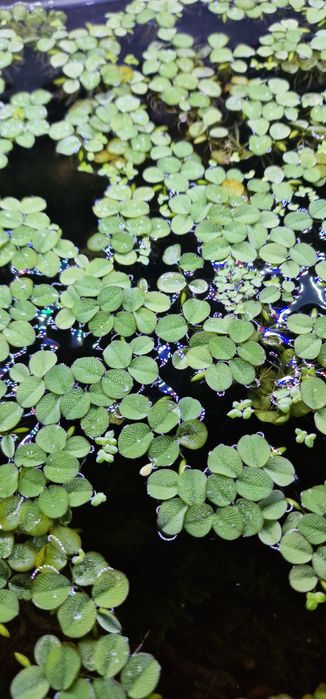 Plantas aquario fáceis
