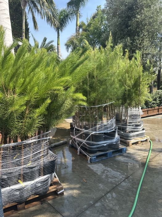 Pinheiro Manso - Pinus Pinea 200cm vaso 10 Litros