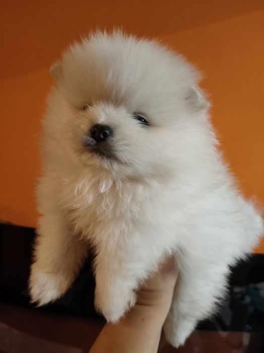 Lulu da Pomerânia menino
