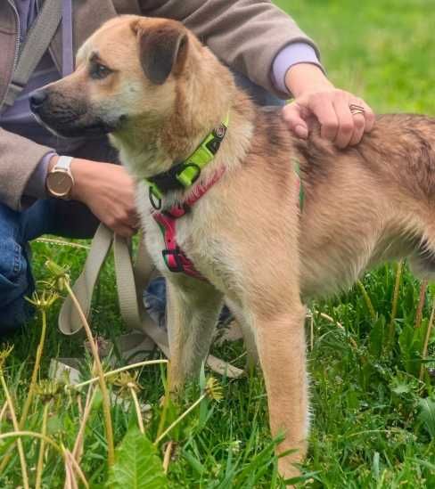 Pies do adopcji – Joker, młody psiak bardzo potrzebuje domu