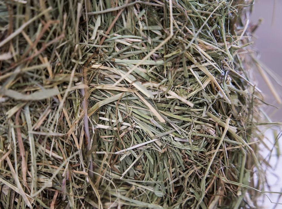 Feno Francês de Alta Qualidade – Fardos de 24 kg extra prensados