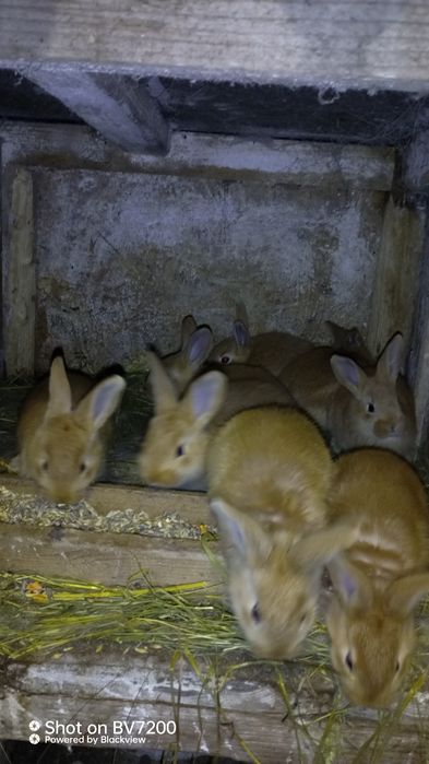 Кролики бургундці