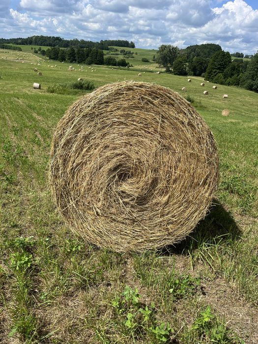 Siano w belach po prasie pasowej