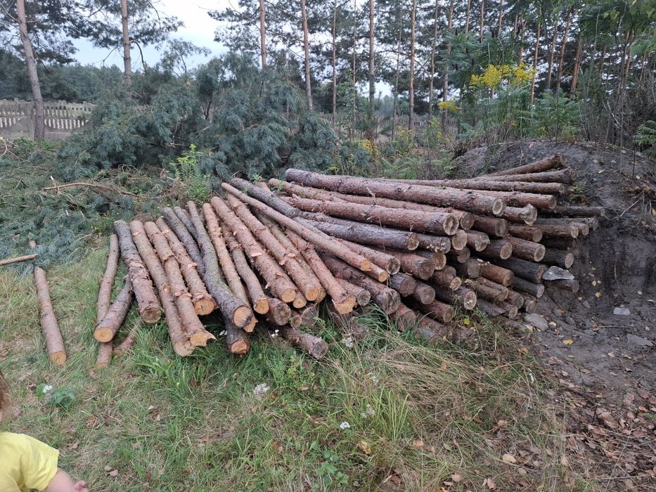 Stemple w ilości okolo 100 sztuk