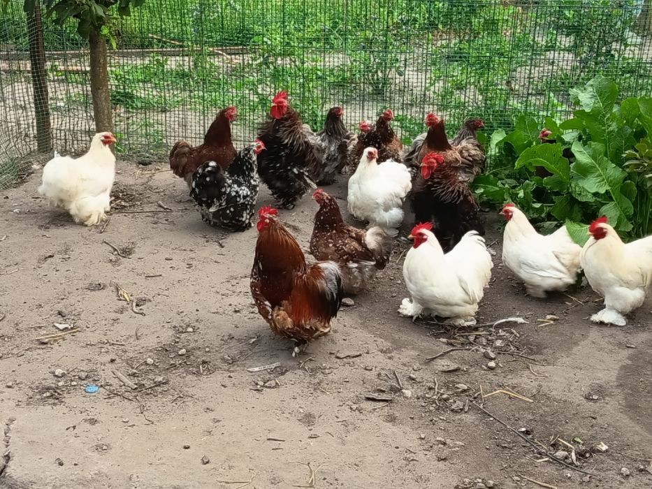 Sprzedam świeże jaja lęgowe czubatki