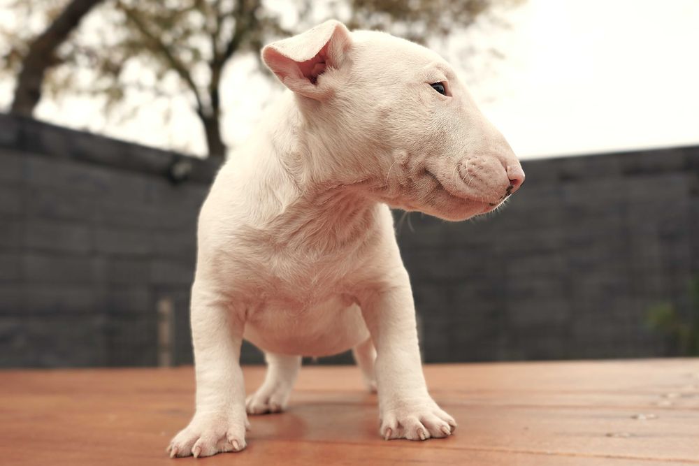 GOTOWY samiec bulterier standard SOLID WHITE BULLTERRIER bull terrier
