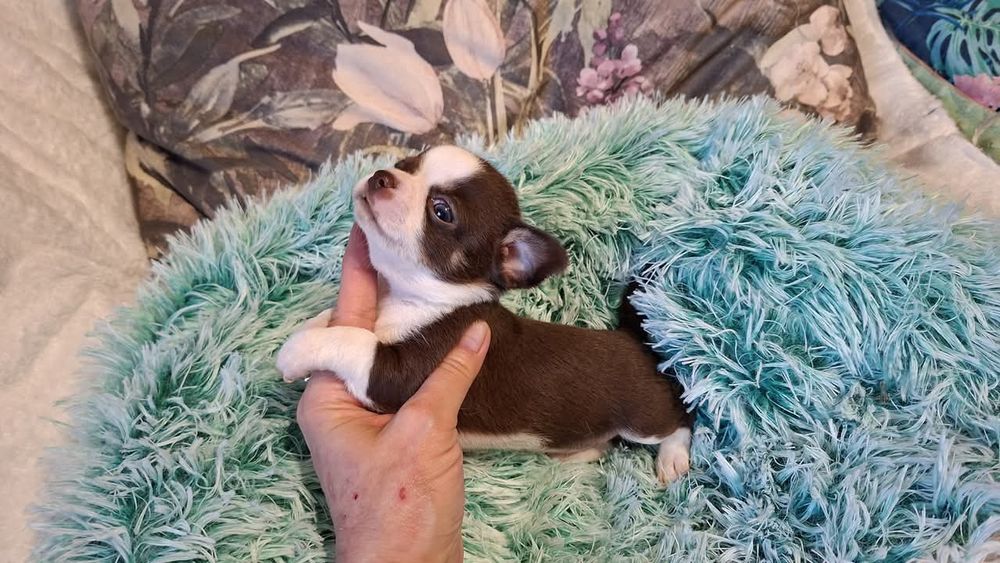 Śliczny piesek Chihuahua czekoladowo biały. REZERWACJA