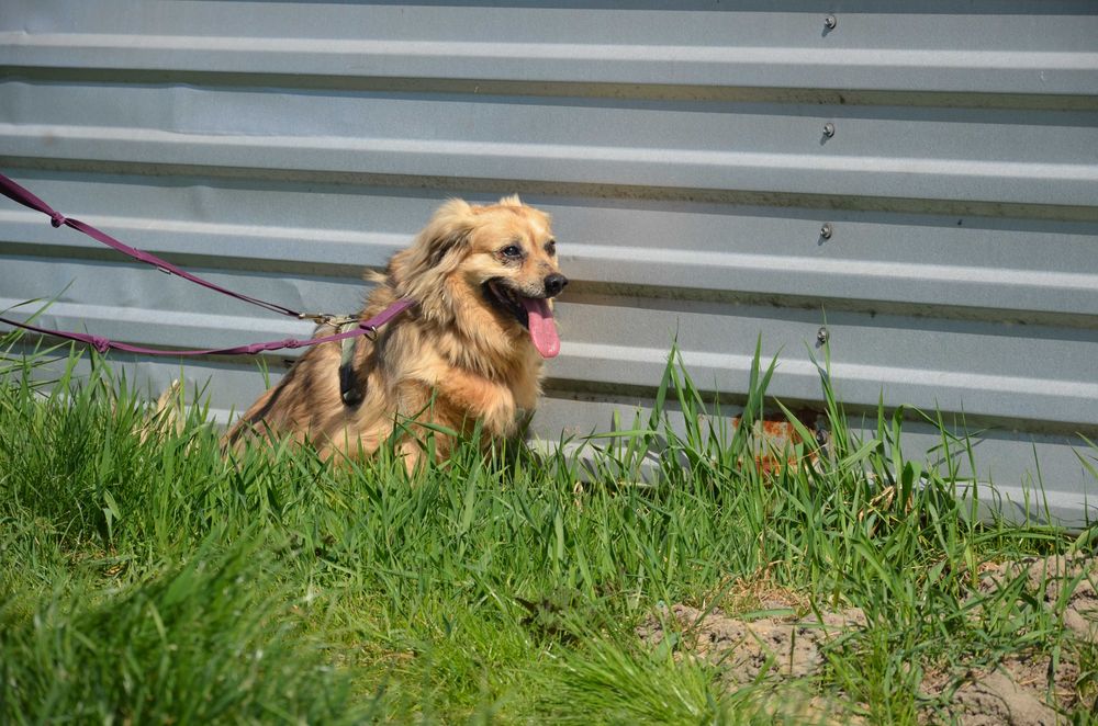 Fikus - od lat czeka na dom, czas mija, to kochany psiak - adopcja