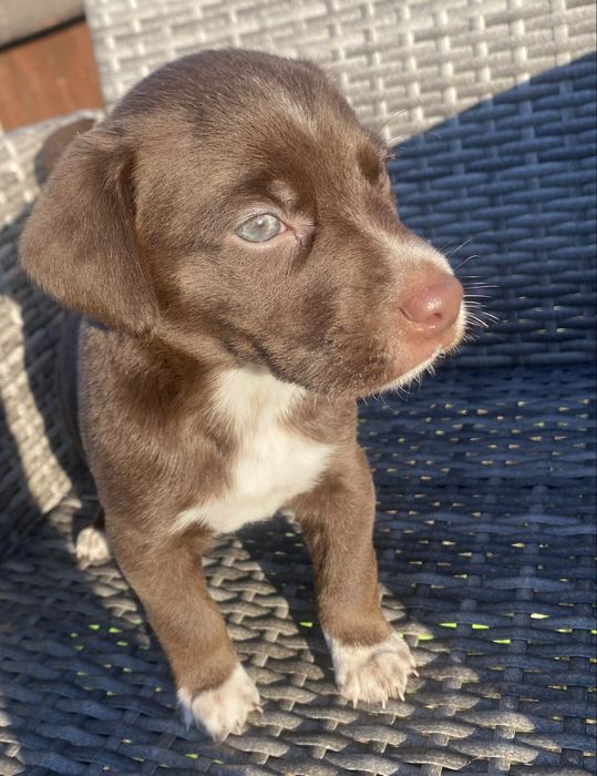 Szczeniaczek do adopcji 2 miesięczny