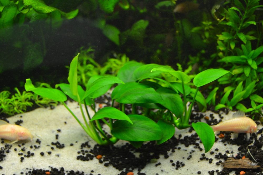 Vendo plantas para aquario