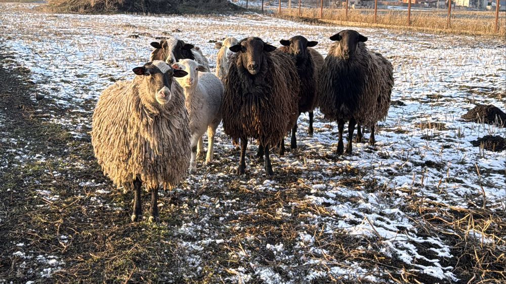 Барани на мʼясо, розплід
