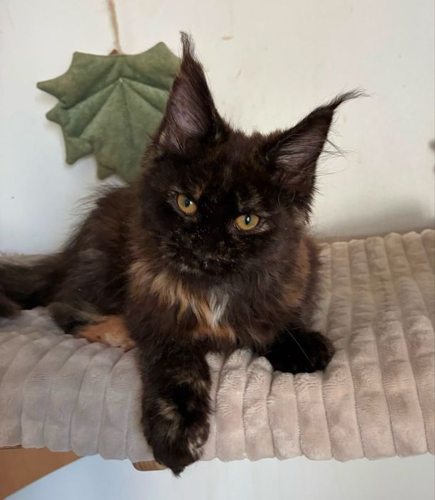 Kotka Maine Coon szylkretka