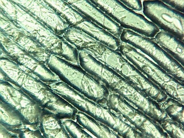 Мікроскоп visiomar 40x-1024