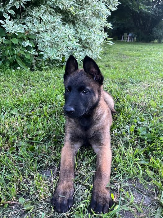 Owczarek belgijski Malinois