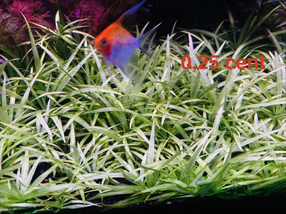 Plantas aquario avulso ou em pack