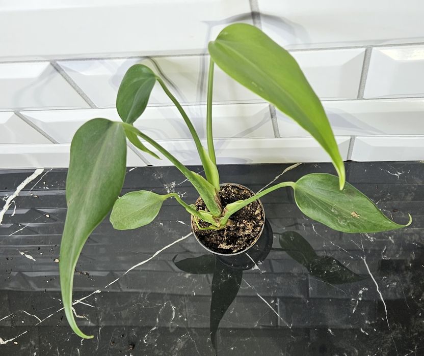 Monstera burle Marx