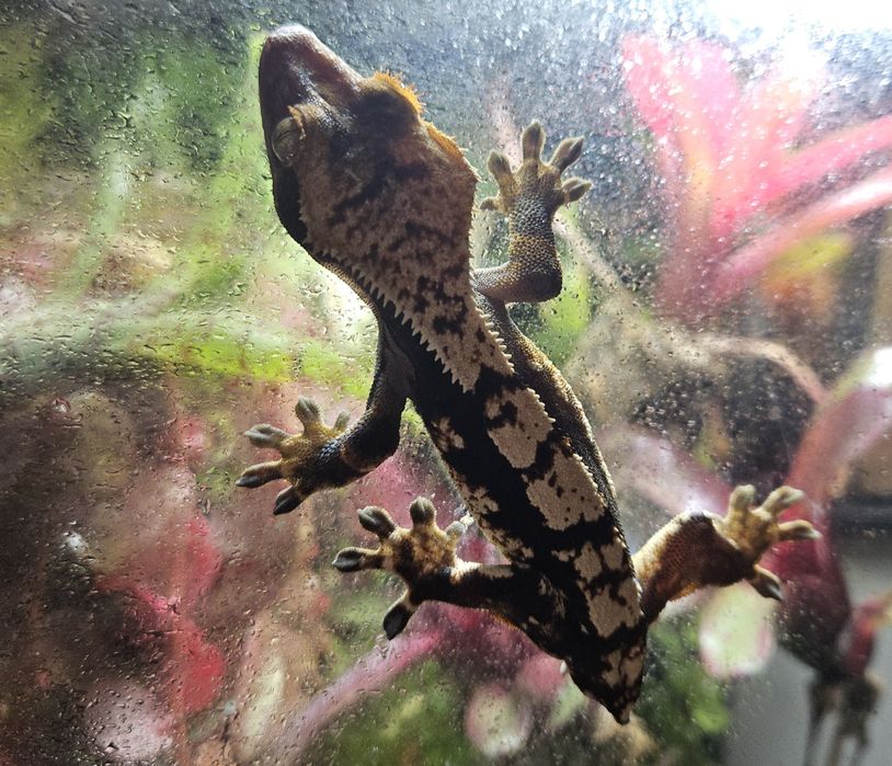 Młody gekon orzęsiony