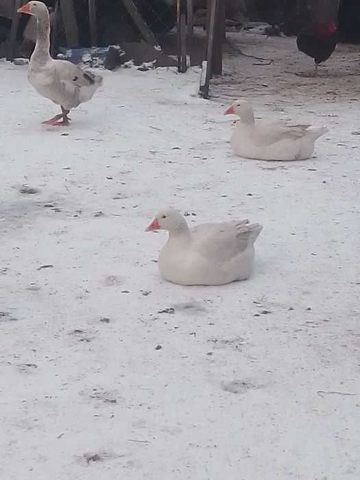 Продам молодих гусей