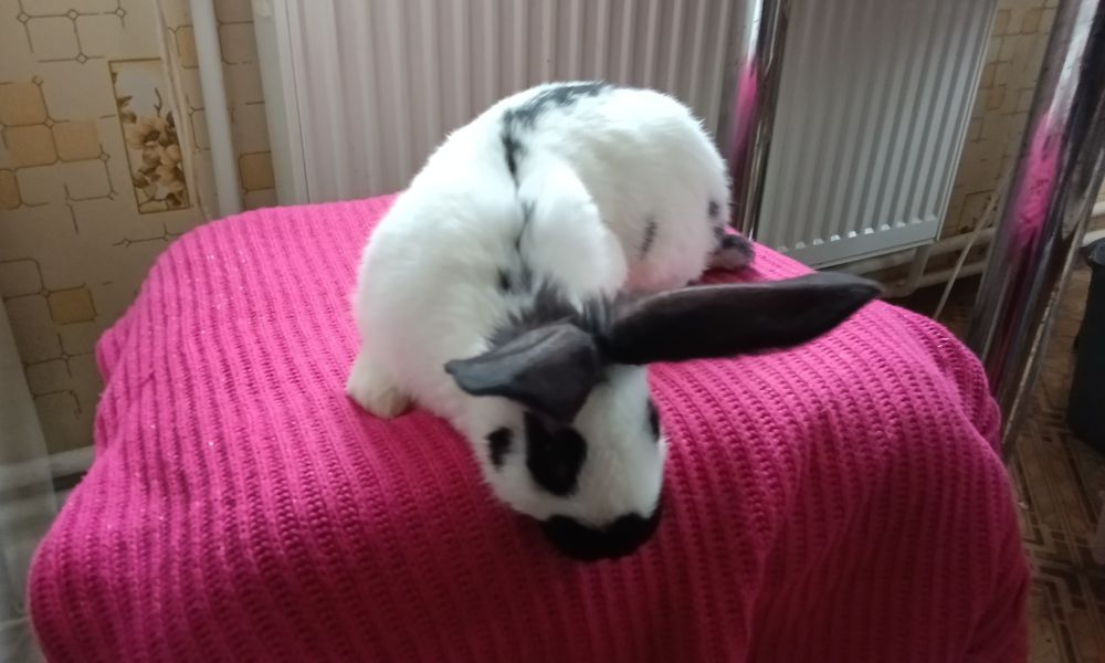 Строкач чорно рябий , хлопчики, вік 2 місяці, дзвоніть.